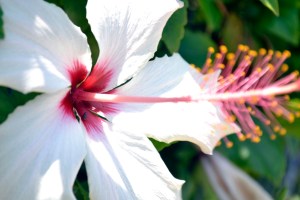 flowblog