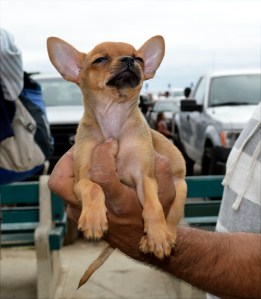pupblog